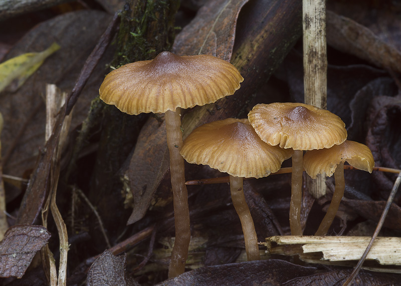 Galerina lacustris